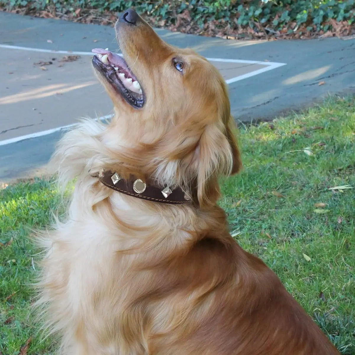 Full-Grain Leather Dog Collar with Studs, Large_CWMM7709