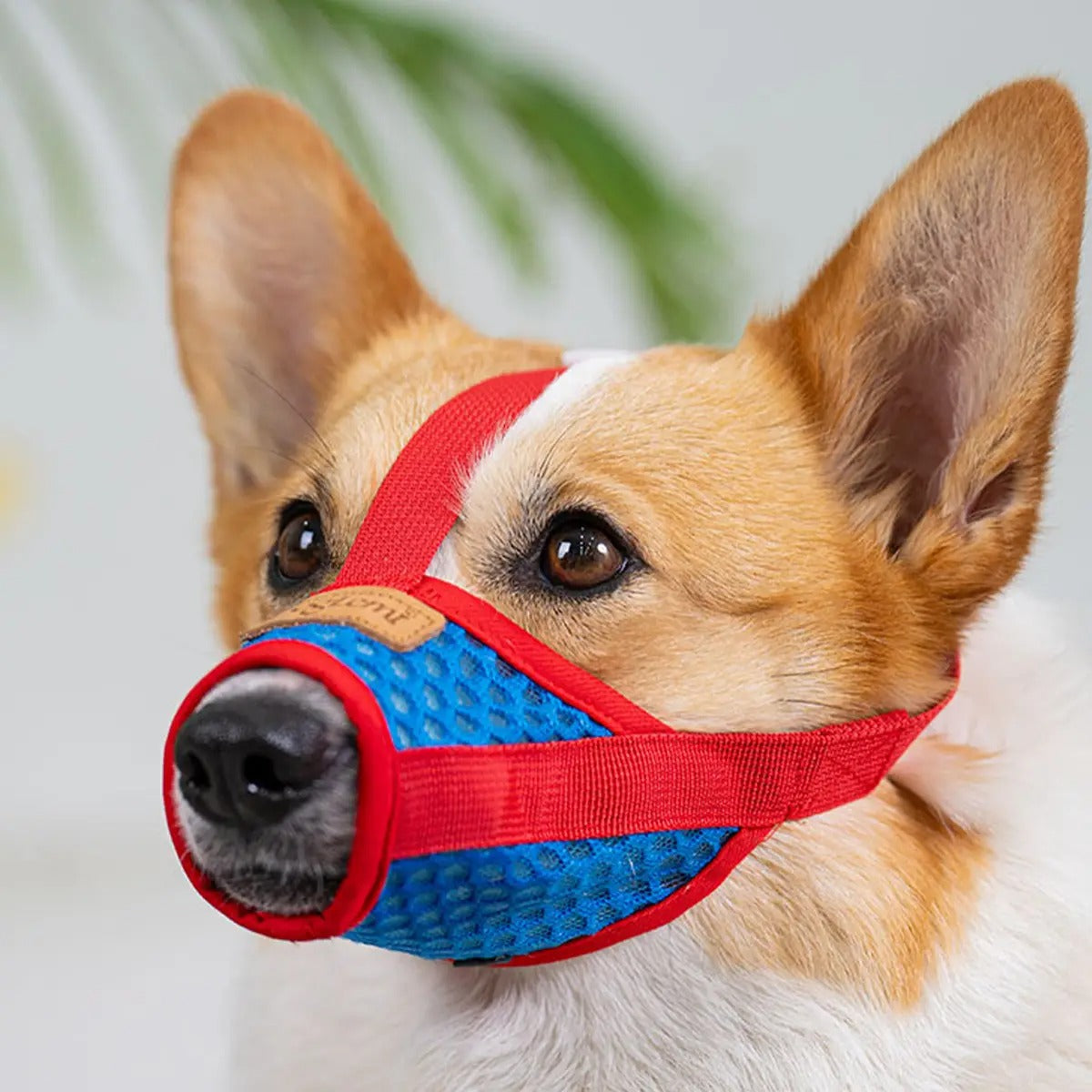 Mesh Dog Muzzle – Adjustable for Small Dogs_CWMM7263