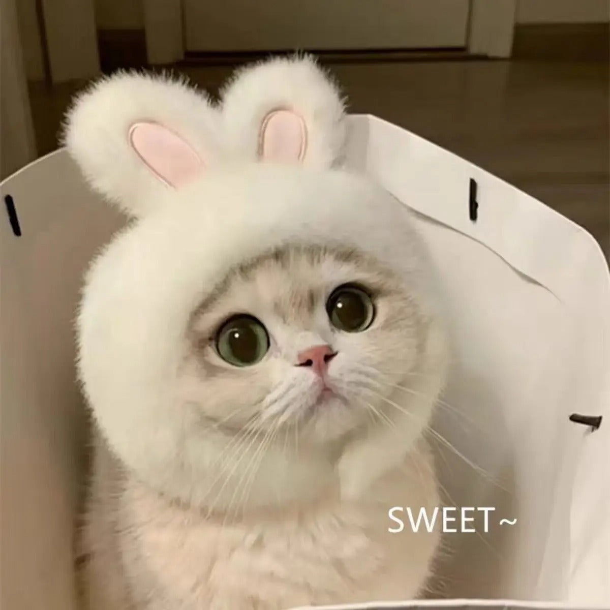 Bunny Ear Pet Hat – Cute Costume for Cats & Dogs_CWAH3704