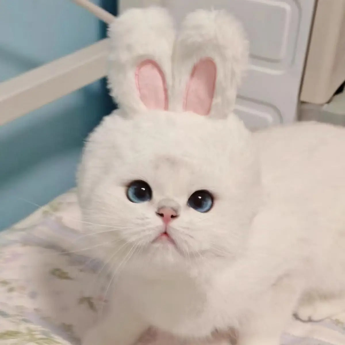 Bunny Ear Pet Hat – Cute Costume for Cats & Dogs_CWAH3704