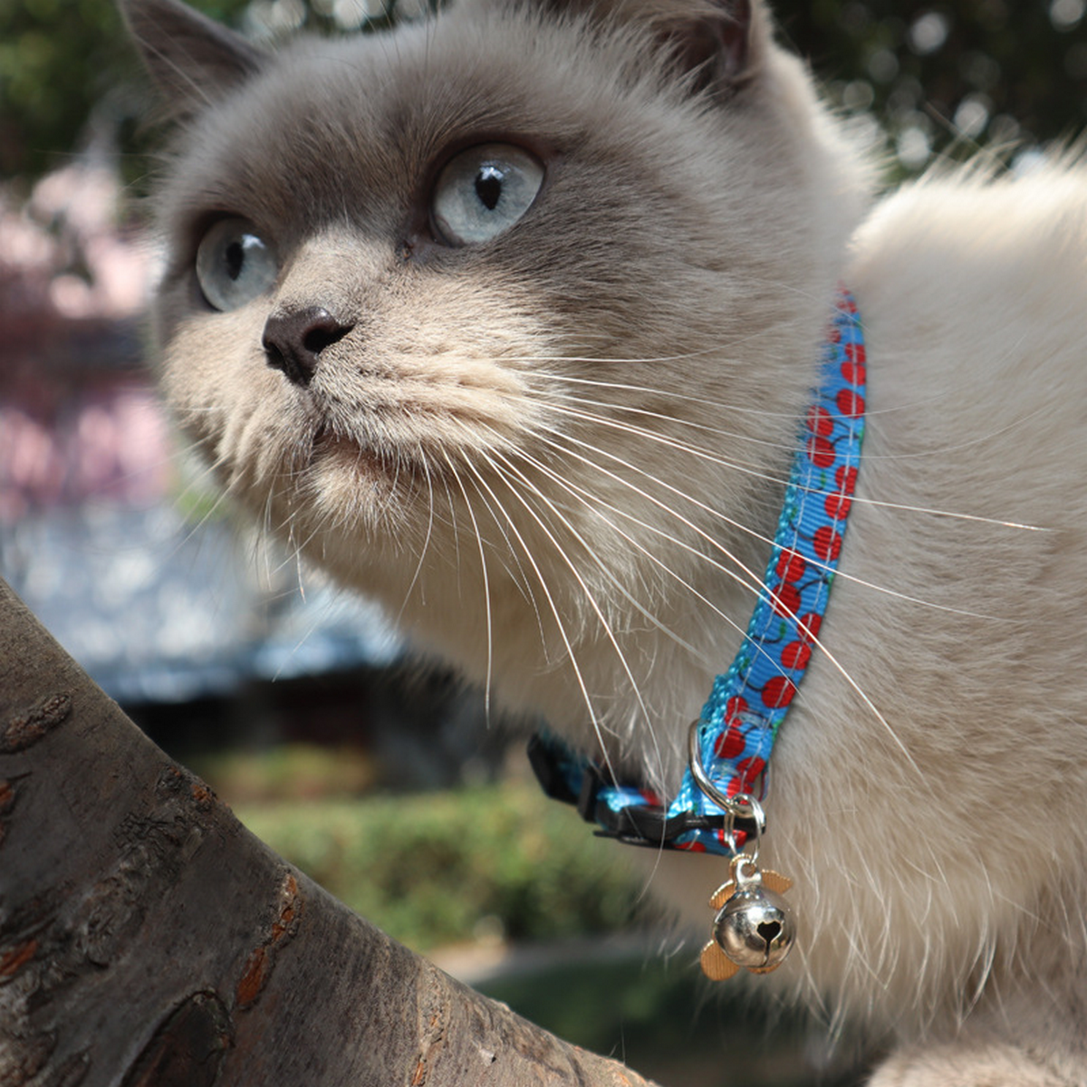 Fruit Charm Cat Collar with Bell – Woven Strap_CWMM7760