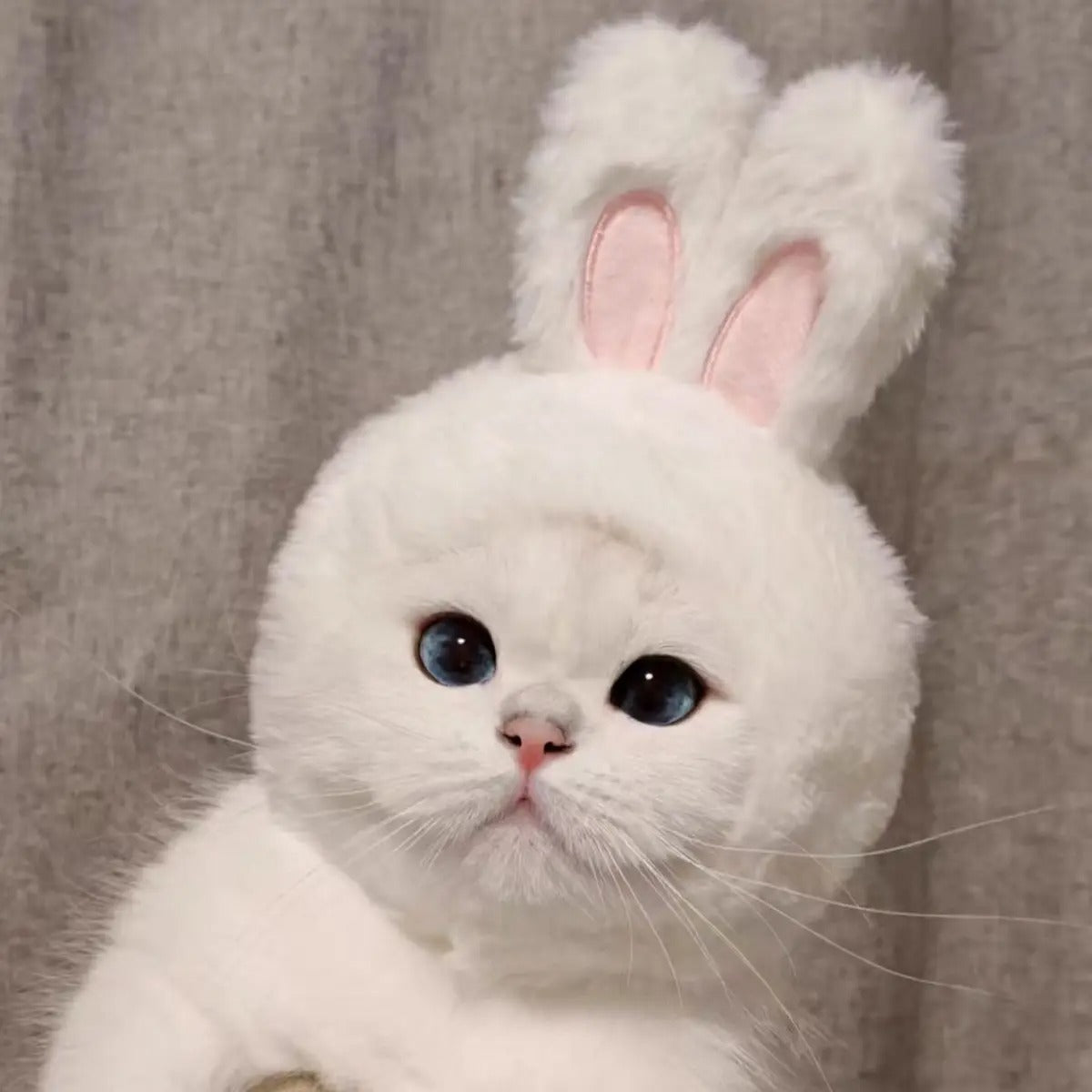 Bunny Ear Pet Hat – Cute Costume for Cats & Dogs_CWAH3704