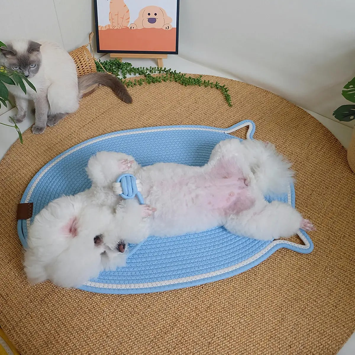 Oval Woven Cat Scratching Mat with Toy Ball_CWMM6566