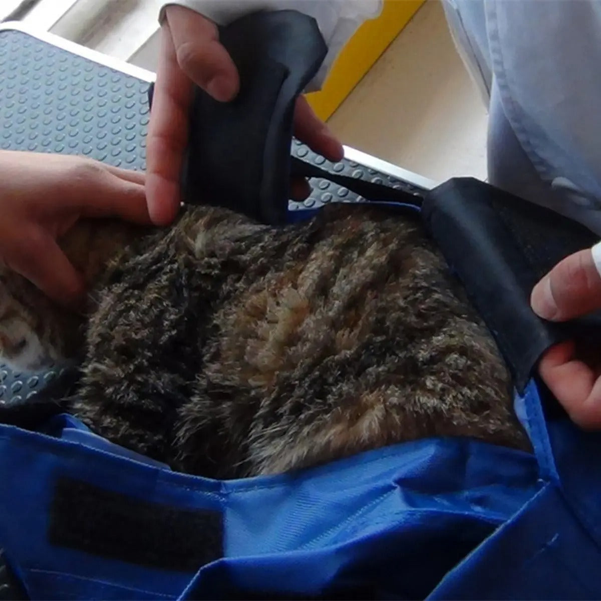 Foldable Cat Restraint Bag for Vet Visits & Travel_CWMM6929