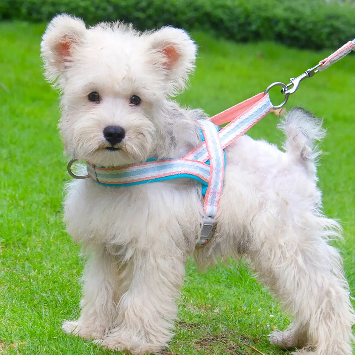 Pet  Harness Leash Combo for Walking & Training_CWMM5954