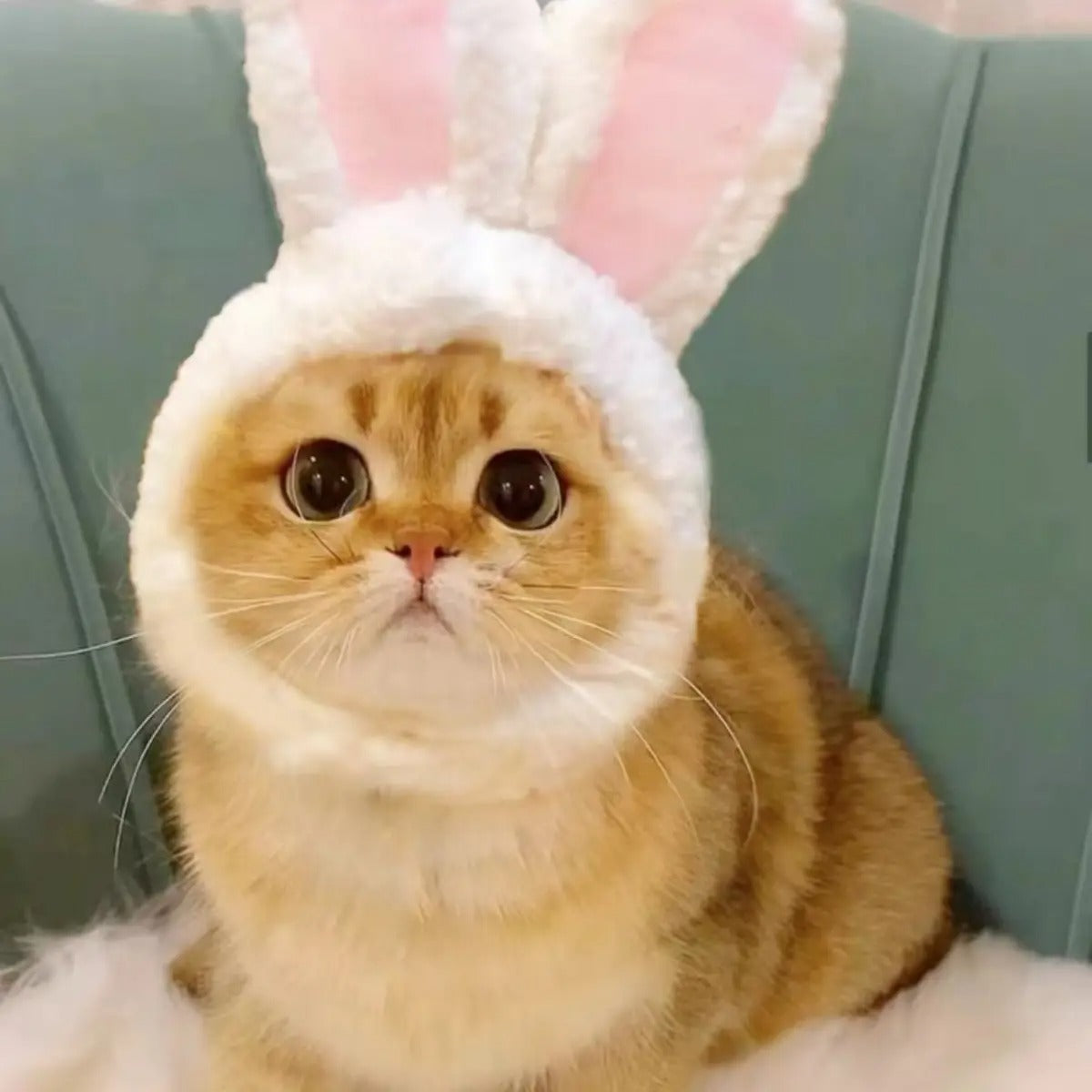 Cute Panda Bear Hat for Cats and Small Dogs_CWAH3695