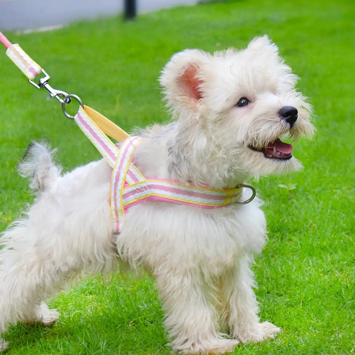 Pet  Harness Leash Combo for Walking & Training_CWMM5954
