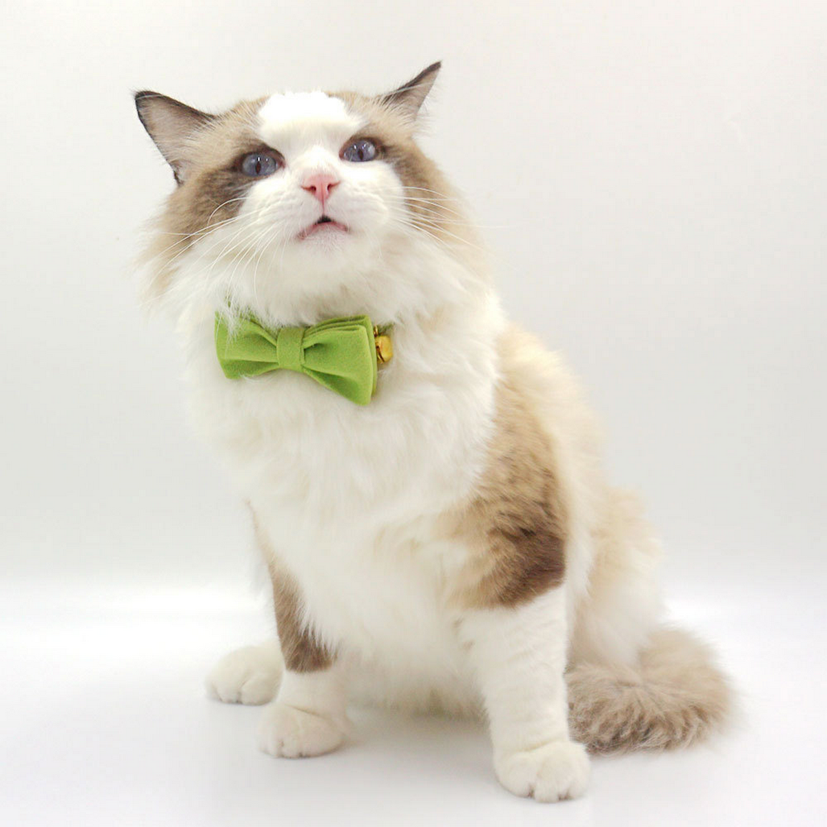 Matcha Green Velvet Cat Collar with Bell & Bow_CWMM7098