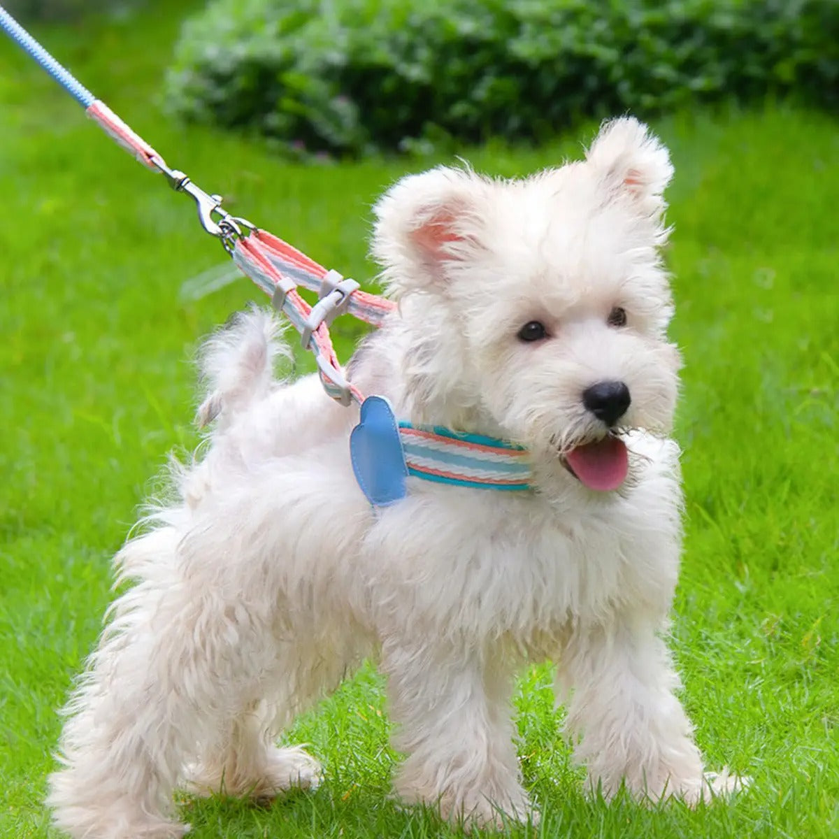 Adjustable Dog&Cat Harness Leash Set for All Sizes_CWMM5952