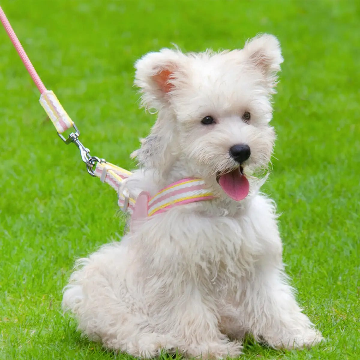Adjustable Dog&Cat Harness Leash Set for All Sizes_CWMM5952