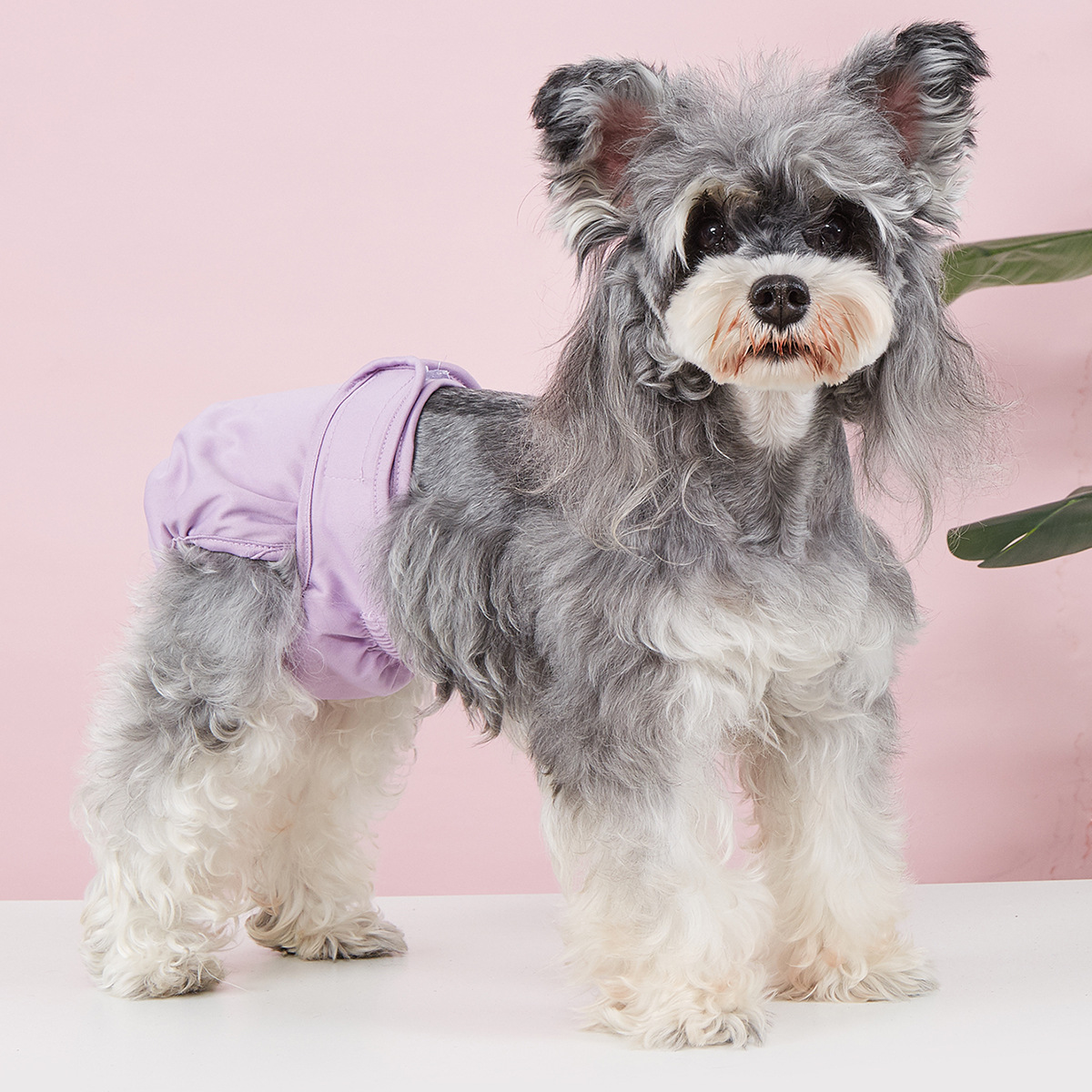 Dog Sanitary Pants – Solid Color, Anti-Mating_CWMM7307