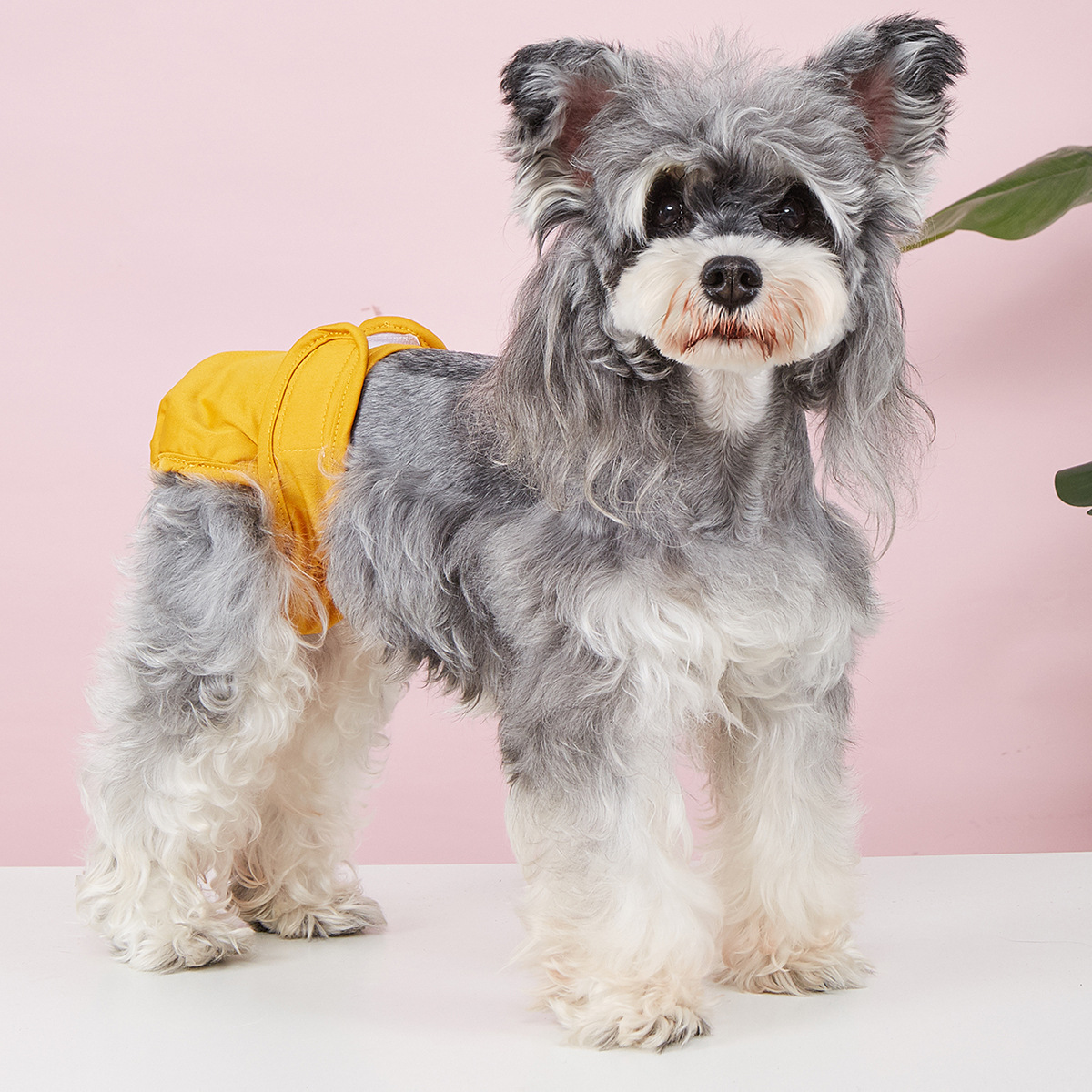 Dog Sanitary Pants – Solid Color, Anti-Mating_CWMM7307