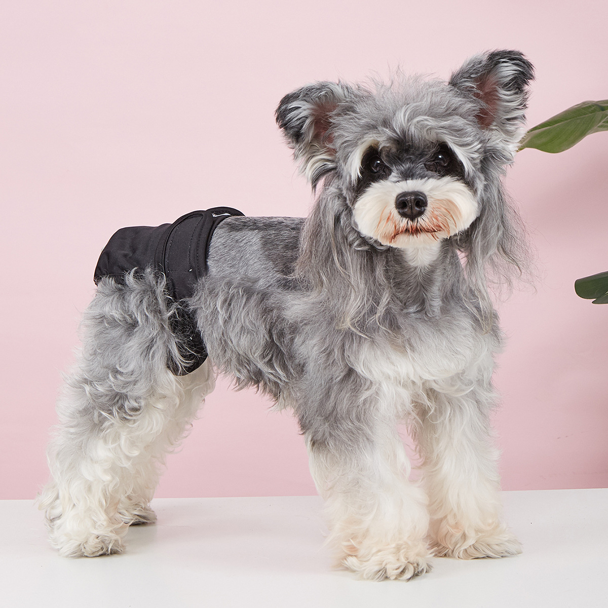 Dog Sanitary Pants – Solid Color, Anti-Mating_CWMM7307