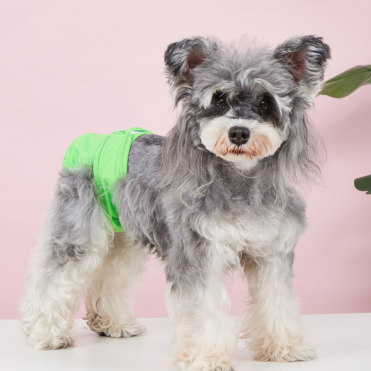 Dog Sanitary Pants – Solid Color, Anti-Mating_CWMM7307