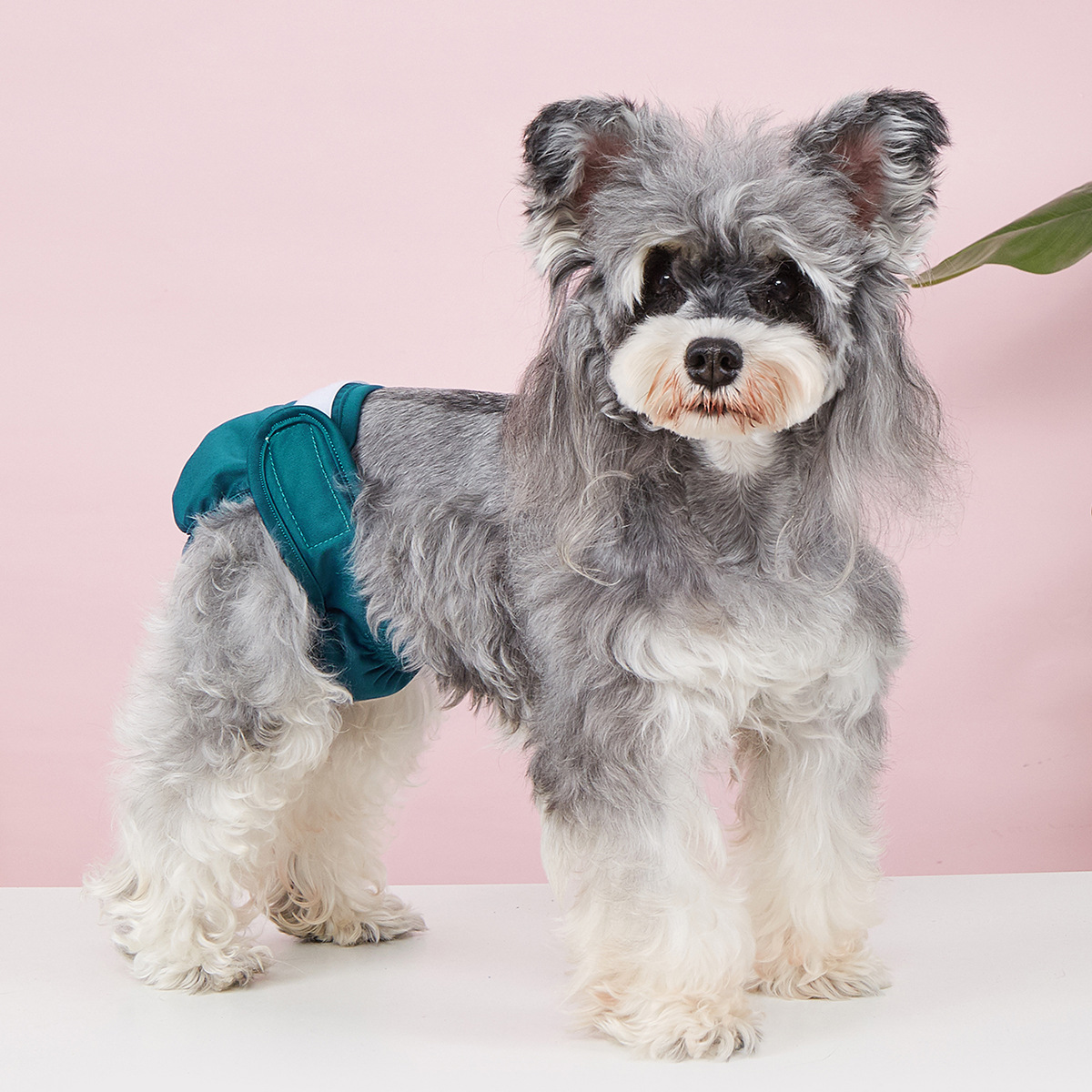 Dog Sanitary Pants – Solid Color, Anti-Mating_CWMM7307