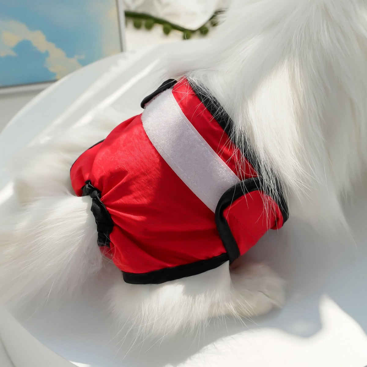 Washable Female Dog Diapers for Heat_CWMM11122