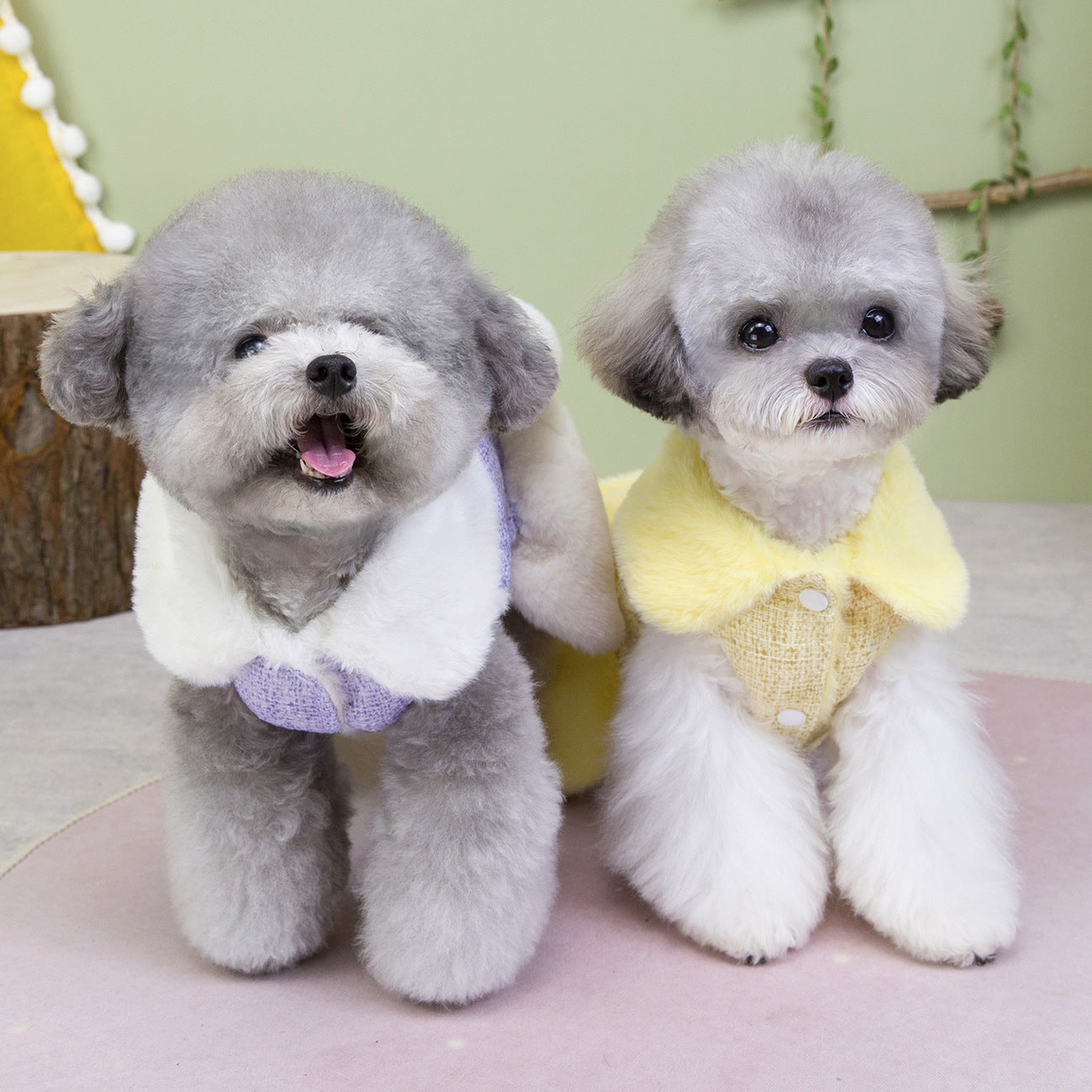 Teddy Bichon Dog Winter Princess Dress_CWMM12201