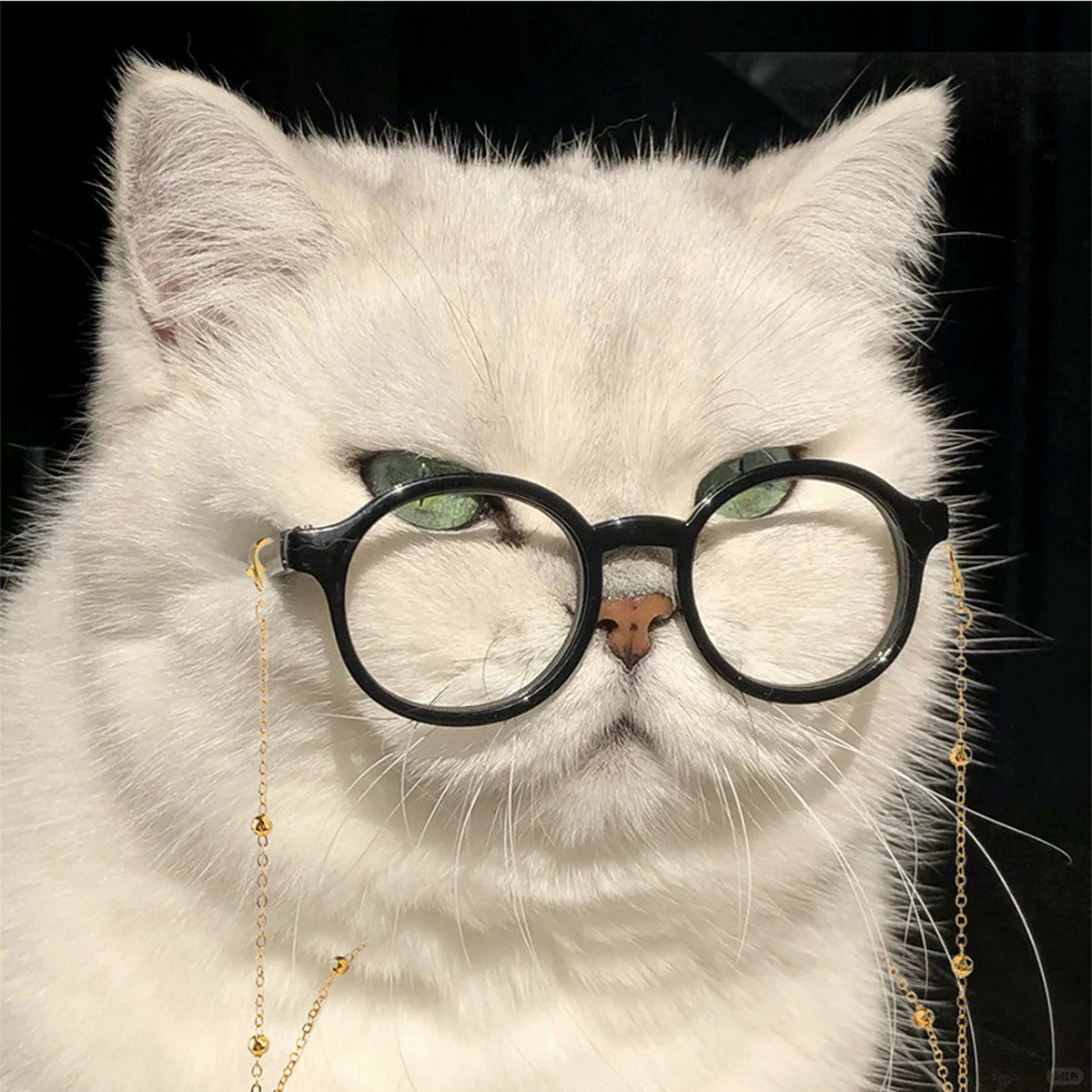 Pet Sunglasses Set – Cool Dog Cat Photo Props_CWMM11277