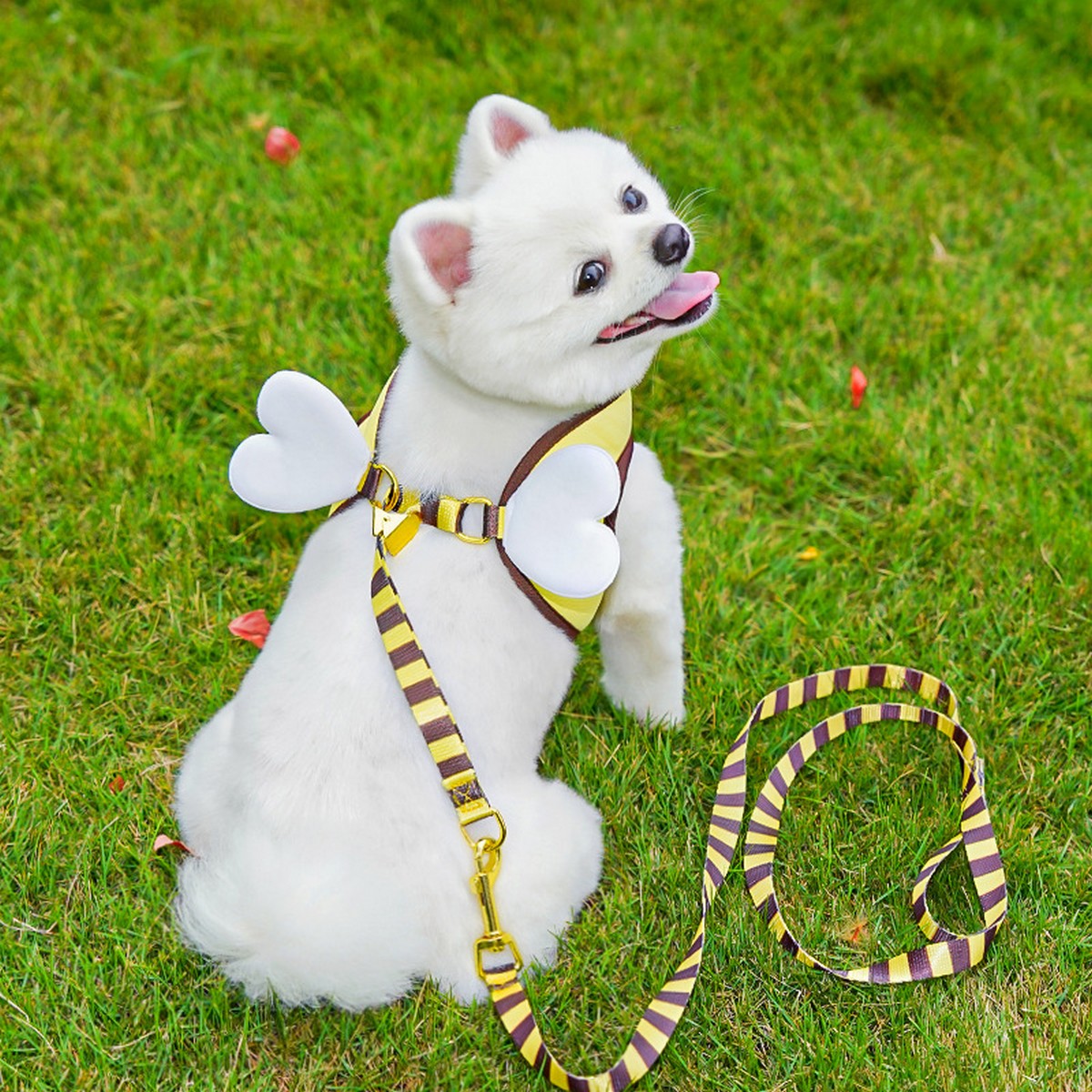 Bee Pet Harness Set – Cute Dog Cat Leash Outfit_CWMM11161