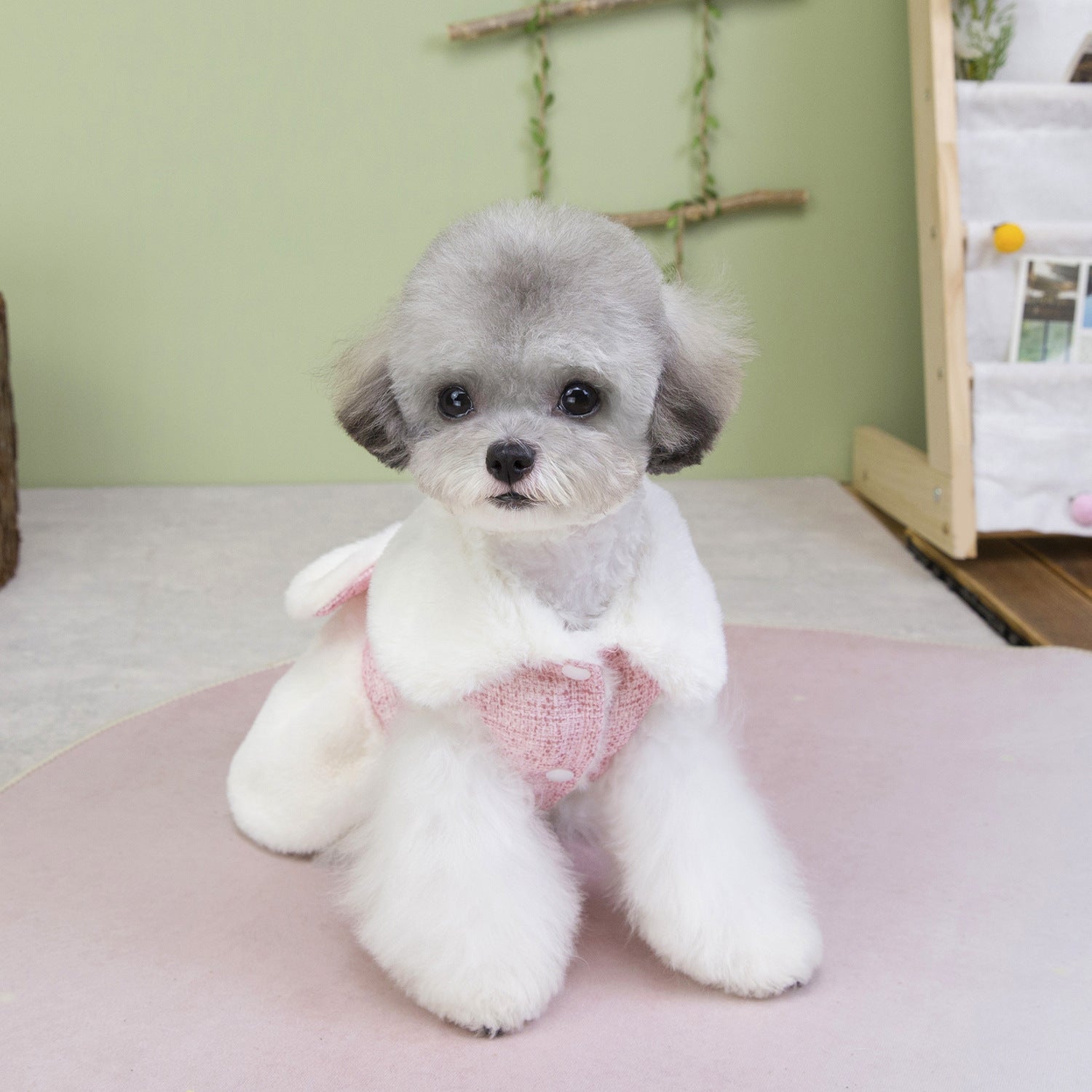 Teddy Bichon Dog Winter Princess Dress_CWMM12201