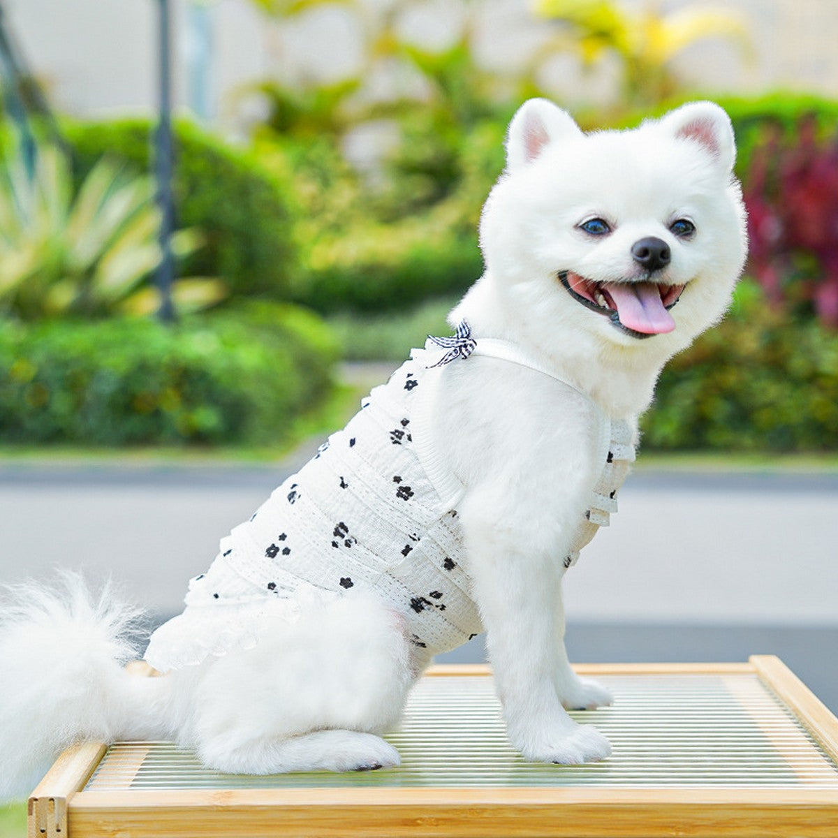 Layered Lace Pet Vest for Cats & Small Dogs_CWMM11058