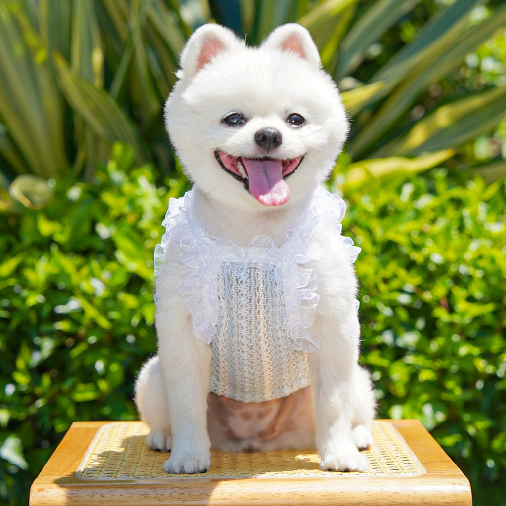 Lace Pet Vest – Hollow Ruffle Summer Cami_CWMM11167