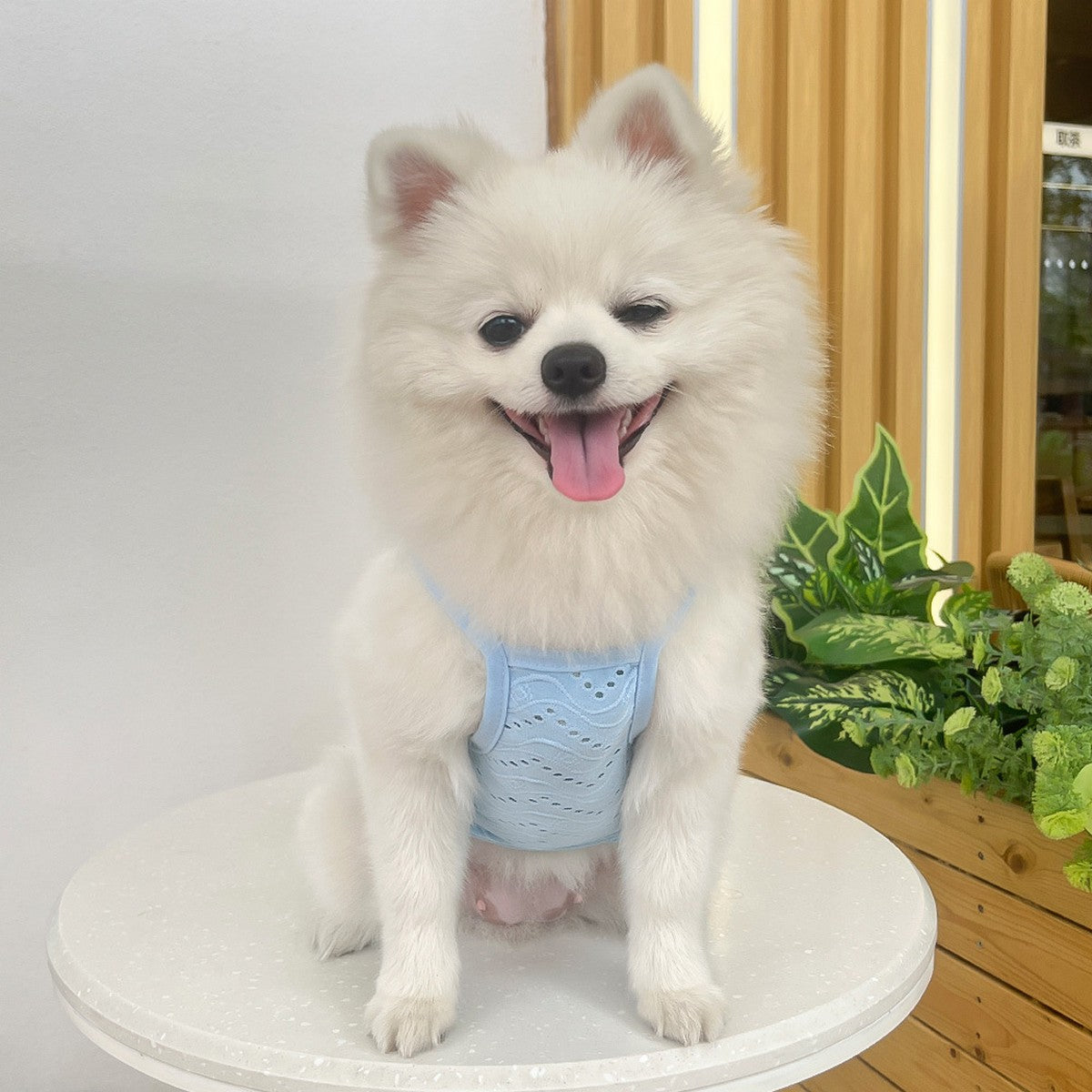 Wholesale Puppy Sleeveless Clothes  For Small Medium Dogs_CWMM11136