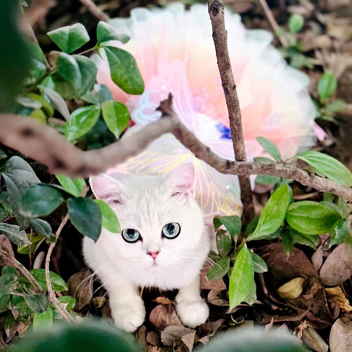 Fluffy Pet Dress with Bow – Princess Style_CWMM11080