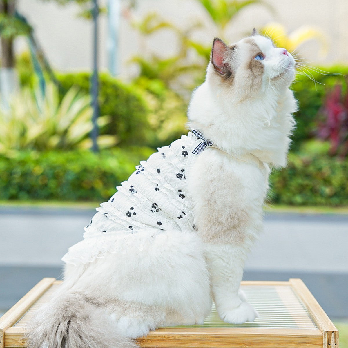 Layered Lace Pet Vest for Cats & Small Dogs_CWMM11058