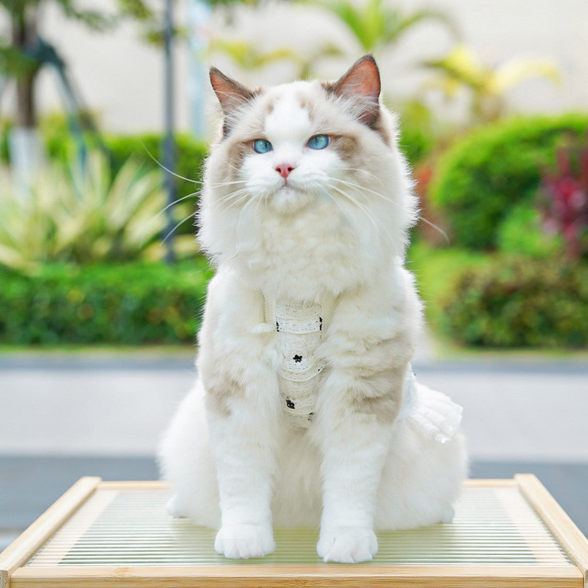 Layered Lace Pet Vest for Cats & Small Dogs_CWMM11058