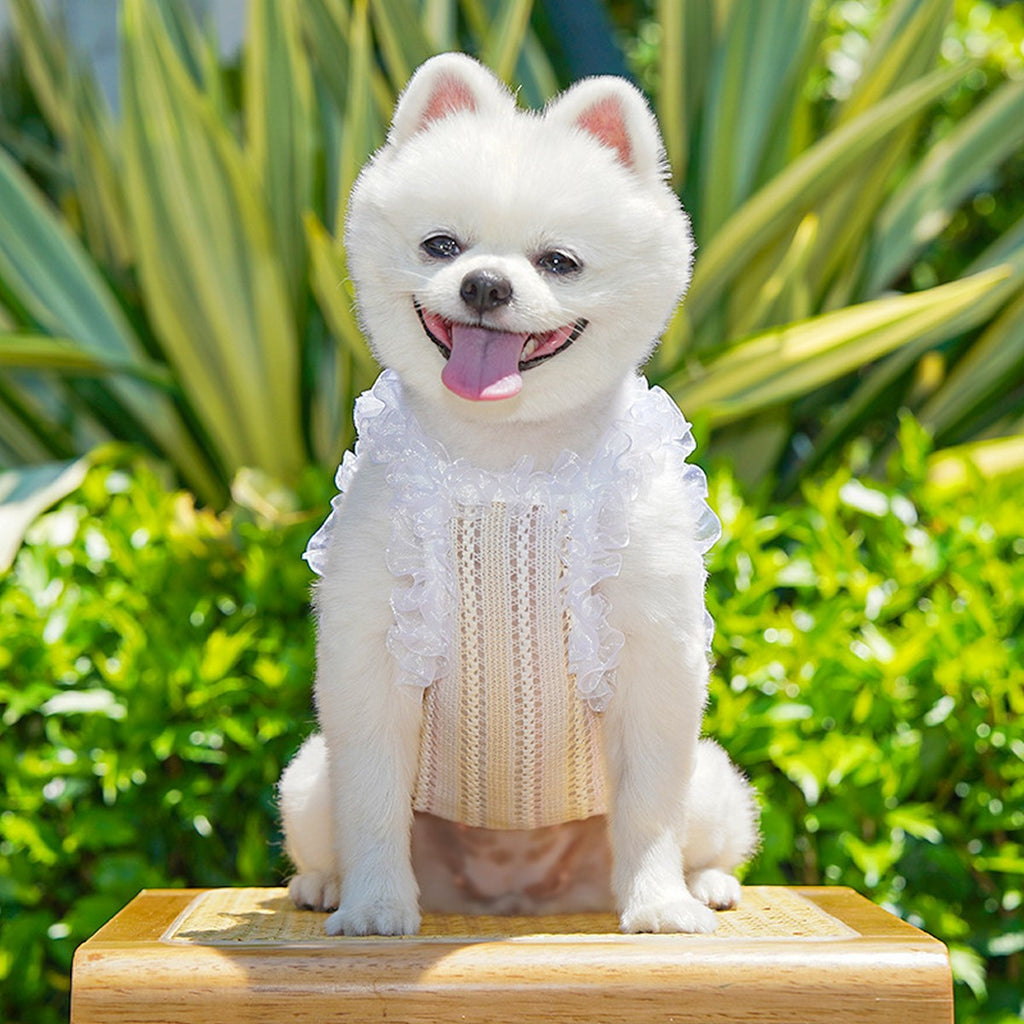Lace Pet Vest – Hollow Ruffle Summer Cami_CWMM11167