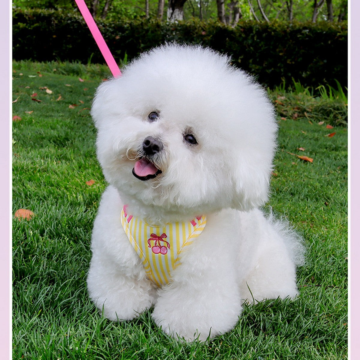 Comfort Fit Dog Vest Harness and Leash Set_CWMM12570