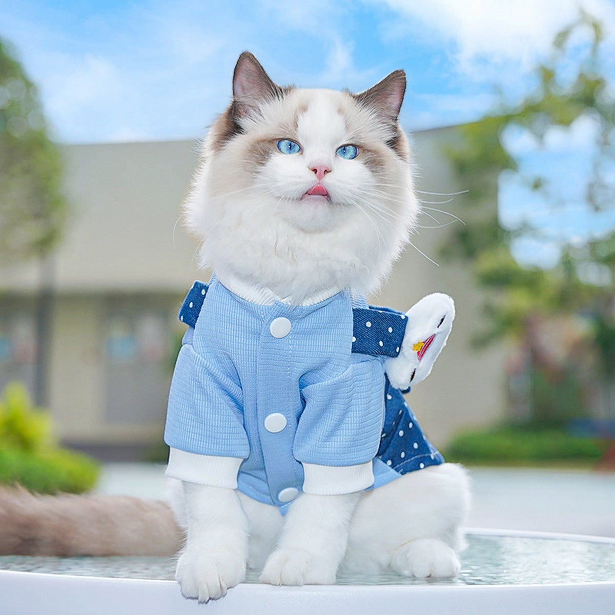 Denim Pet Outfit   Cute Polka Dot Jumpsuit Wear_CWMM11149