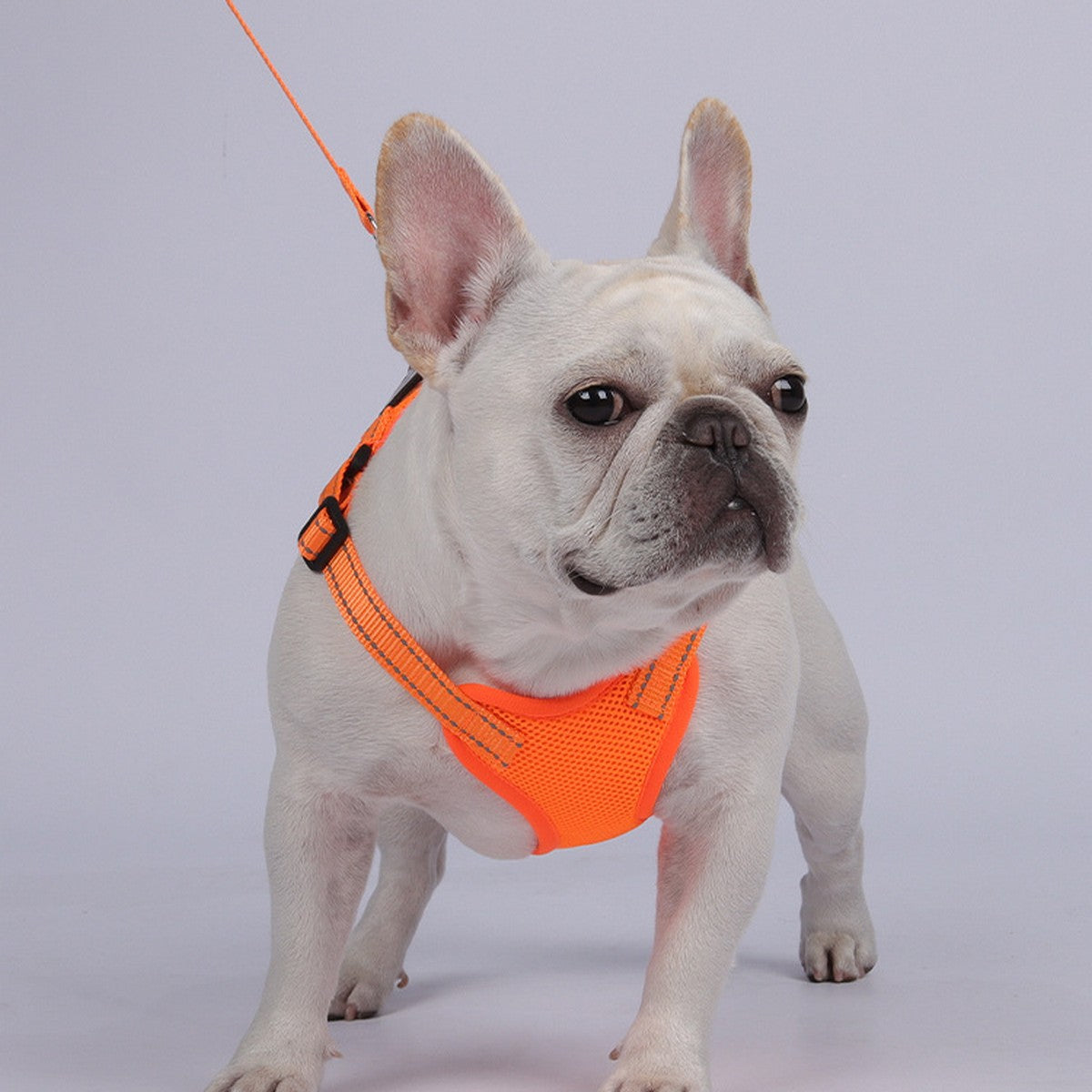 Reflective Service Dog Harness with Leash_CWMM12488