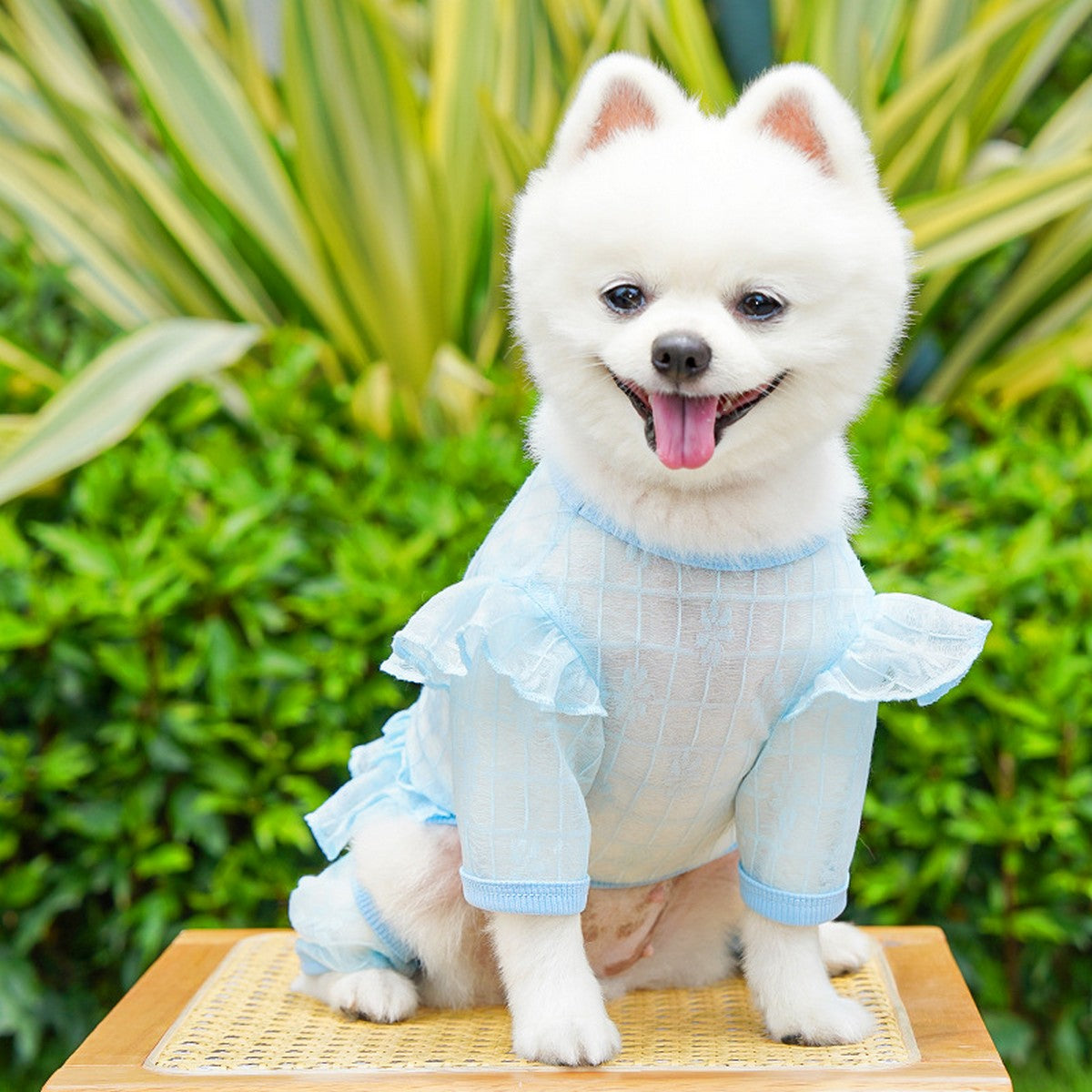 Sheer Mesh Lace for Cats & Dogs_CWMM11126