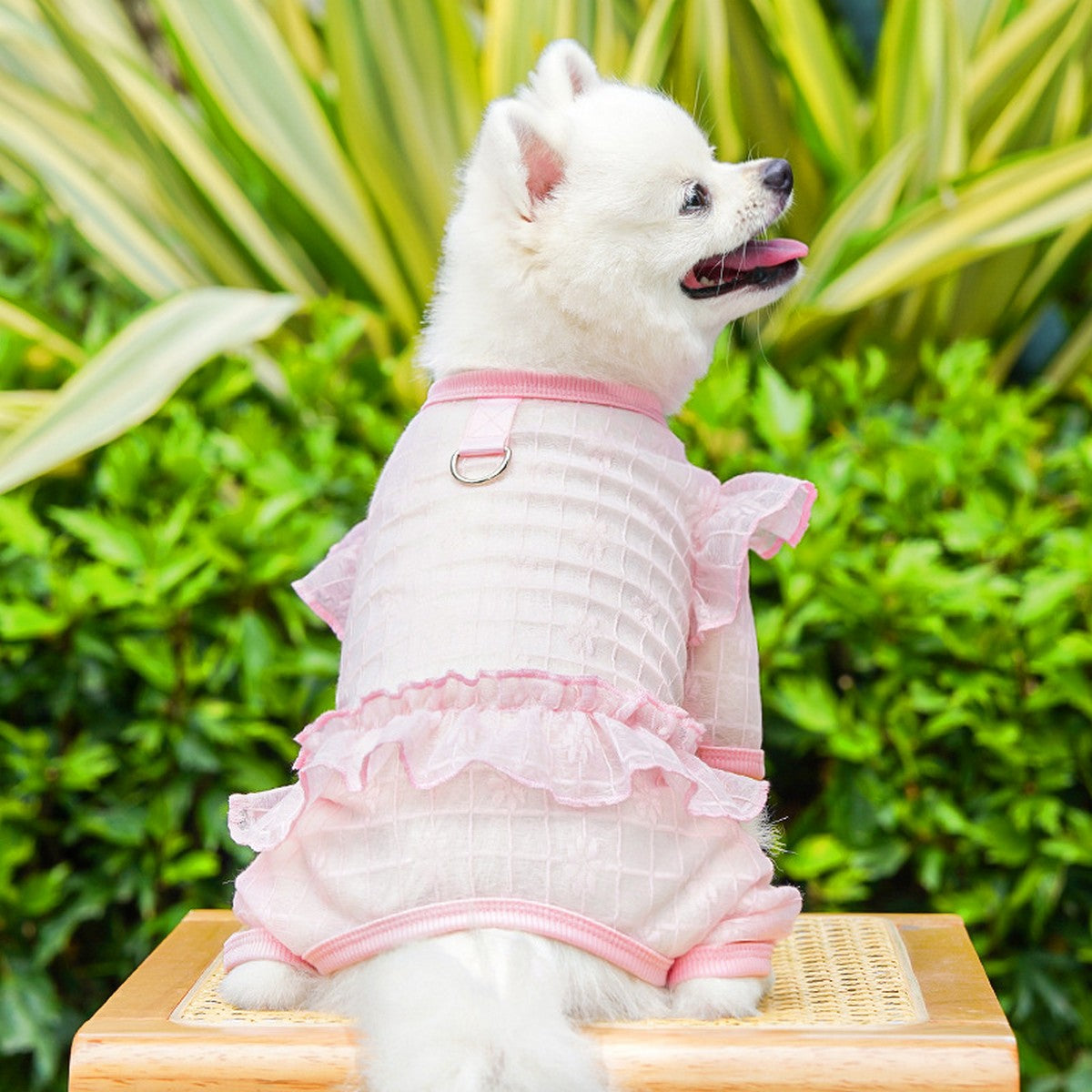 Sheer Mesh Lace for Cats & Dogs_CWMM11126