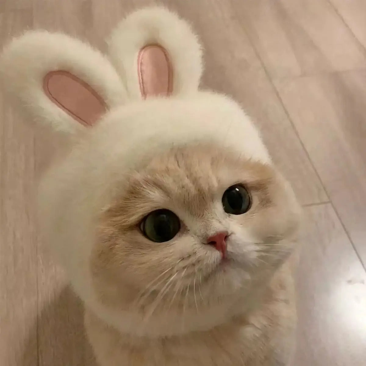 Bunny Ear Pet Hat – Cute Costume for Cats & Dogs_CWAH3704