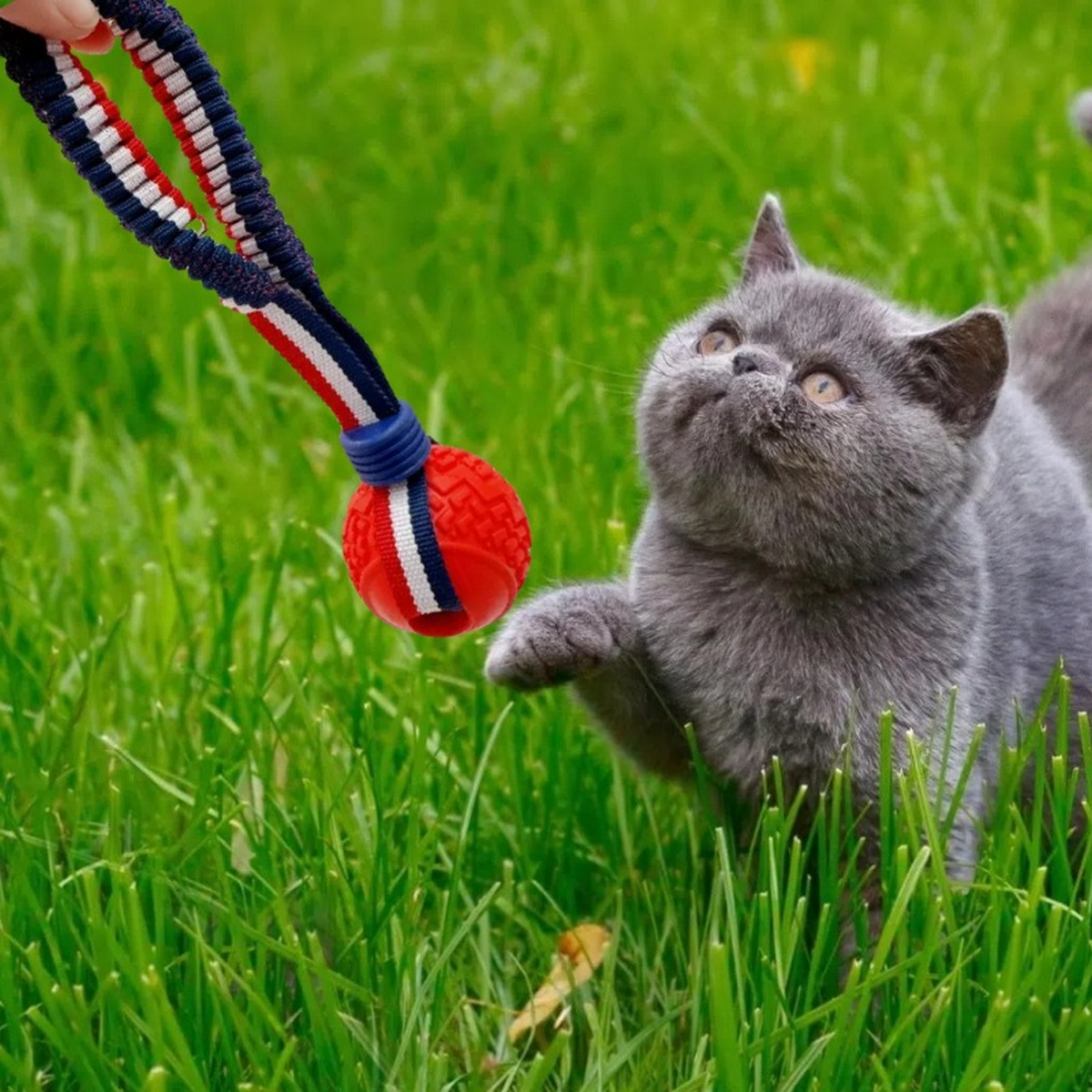 Dog Toy Ball with Elastic Rope & Chew Tire_CWMM7226