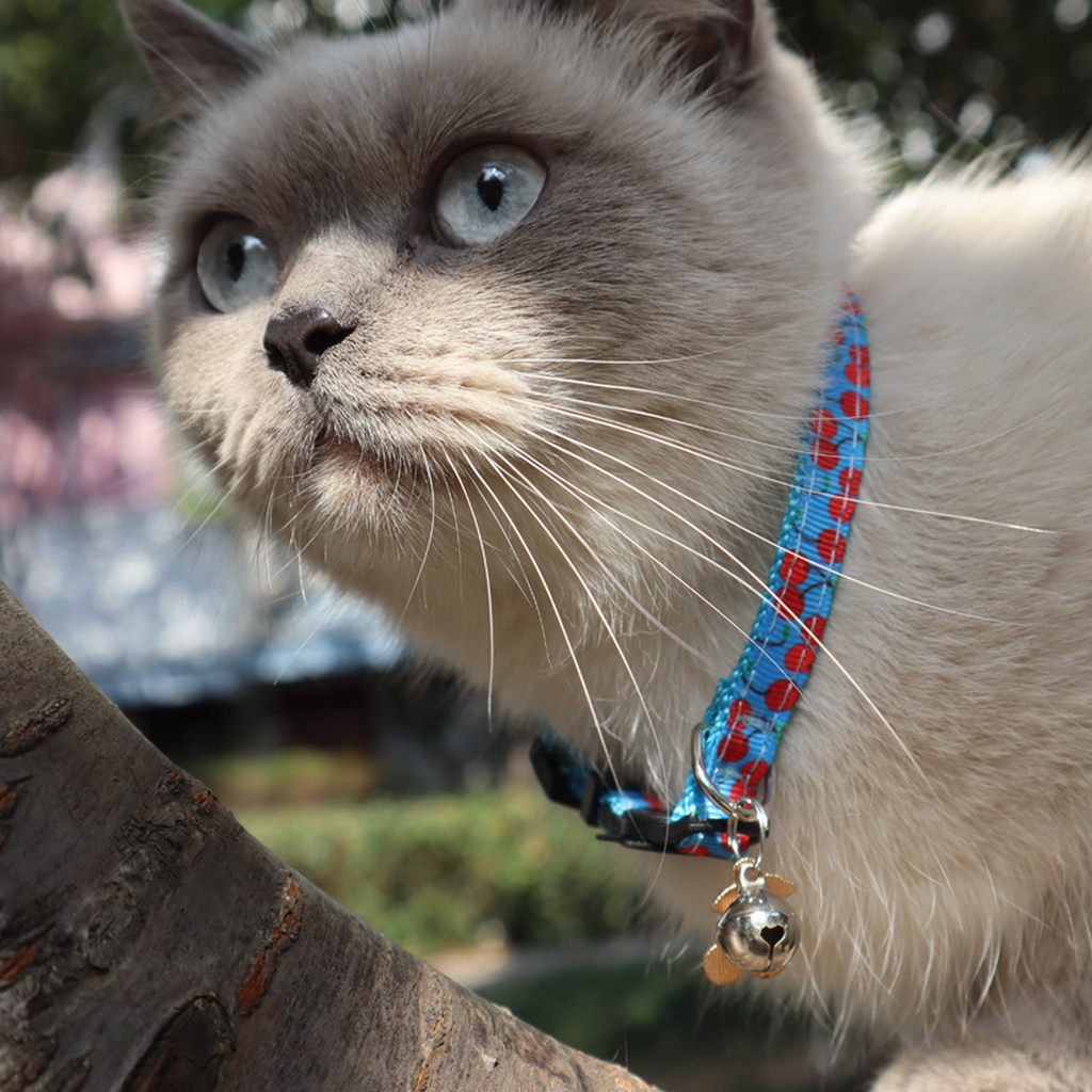 Fruit Charm Cat Collar with Bell – Woven Strap_CWMM7760