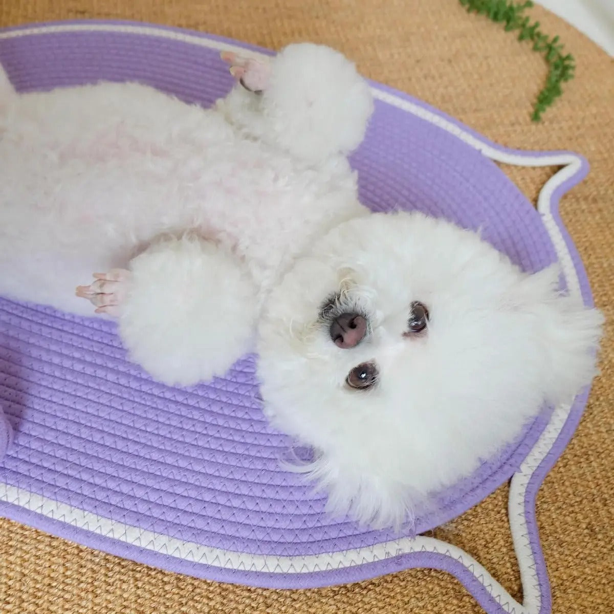Oval Woven Cat Scratching Mat with Toy Ball_CWMM6566