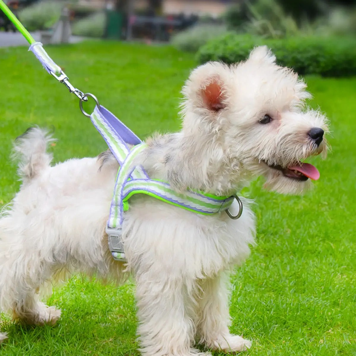 Pet  Harness Leash Combo for Walking & Training_CWMM5954