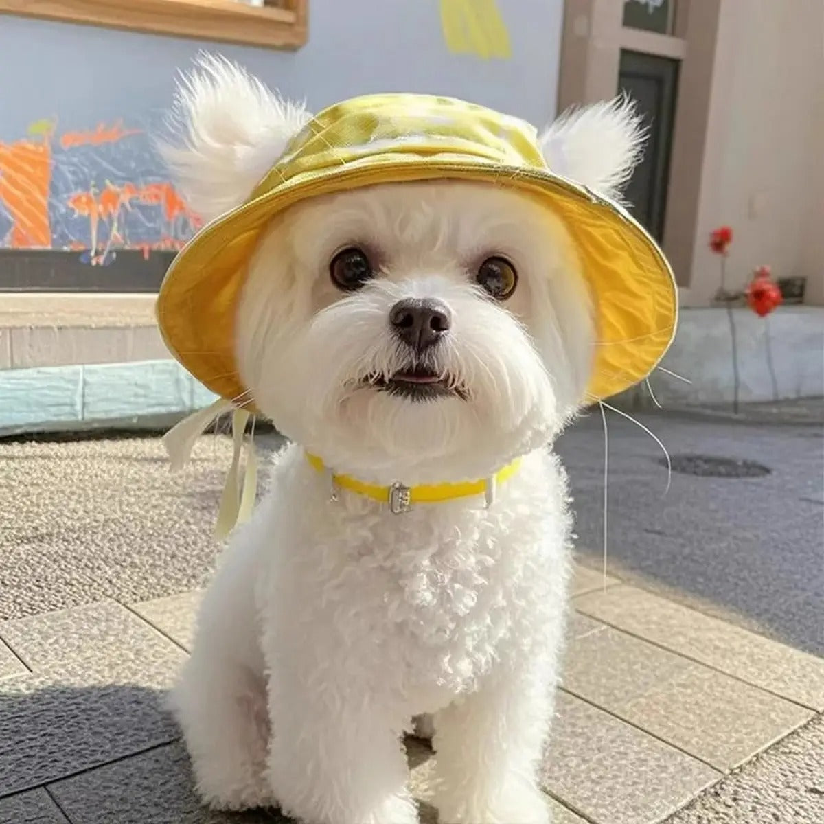 Cute Pet Sun Hat with Ear Holes for Cats & Dogs_CWMM6289