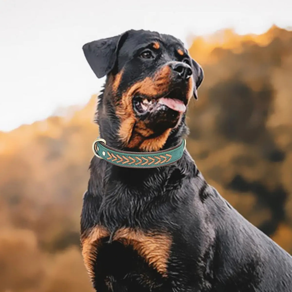 Durable Handcrafted Leather Pet Collar for  Dogs_CWMM5982