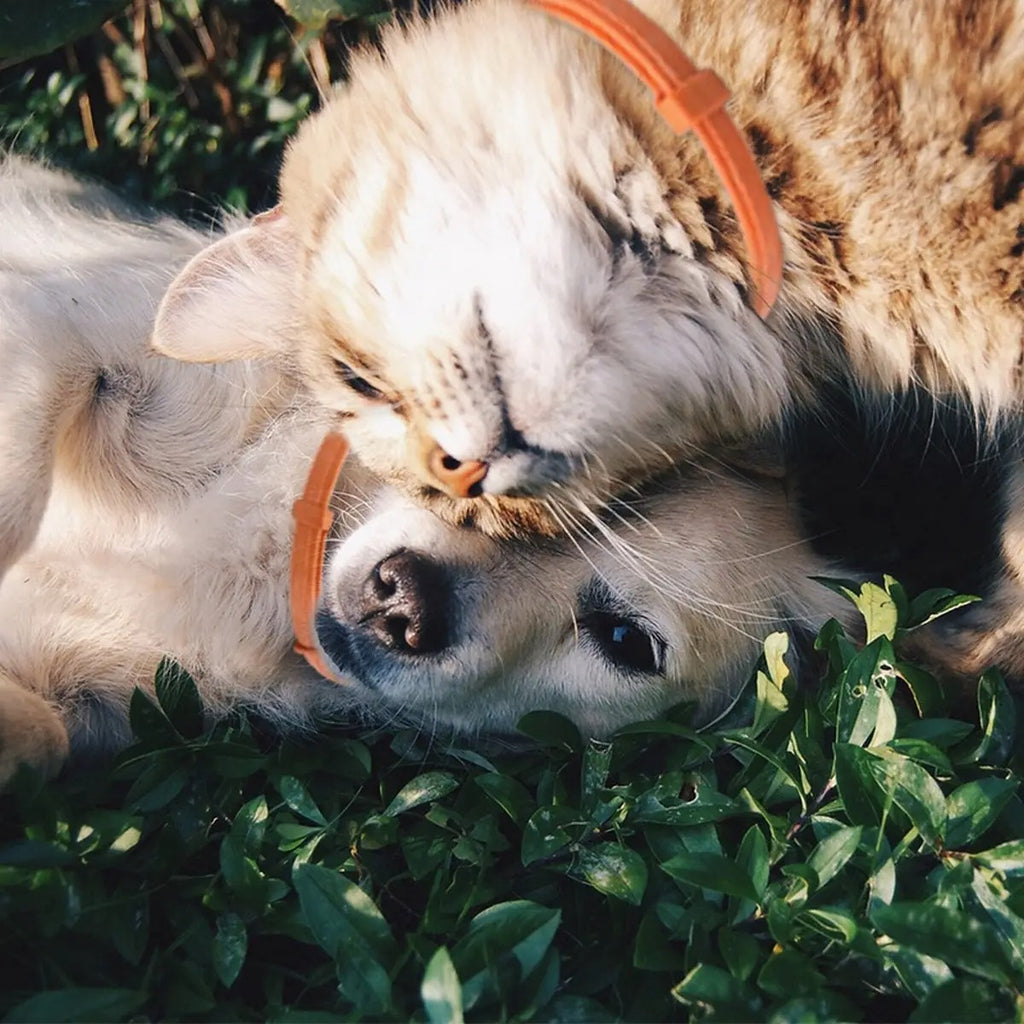 Pet Calming Collar Stress Relief for Cats Dogs_CWMM6492
