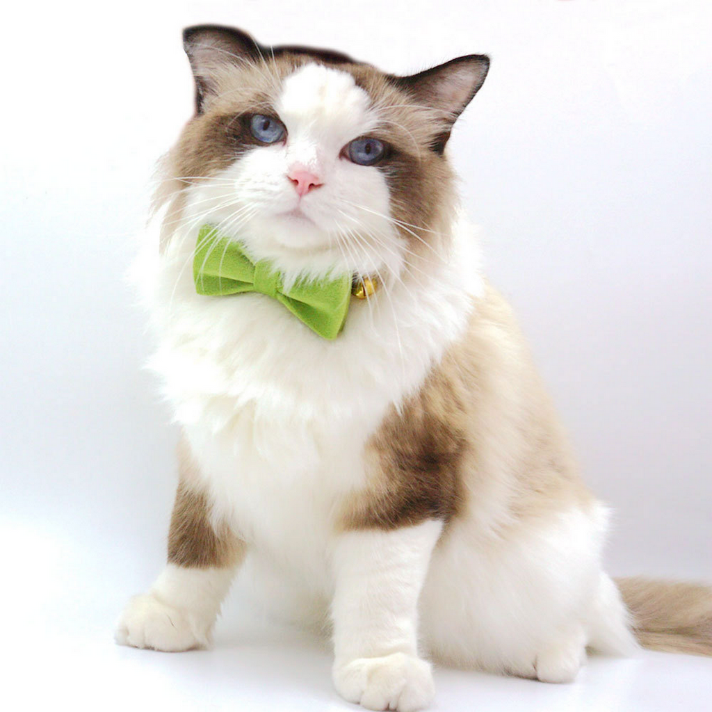 Matcha Green Velvet Cat Collar with Bell & Bow_CWMM7098