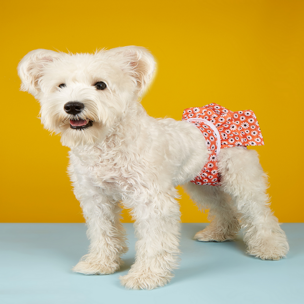 Female Dog Diaper – Washable Period Underwear_CWMM7294