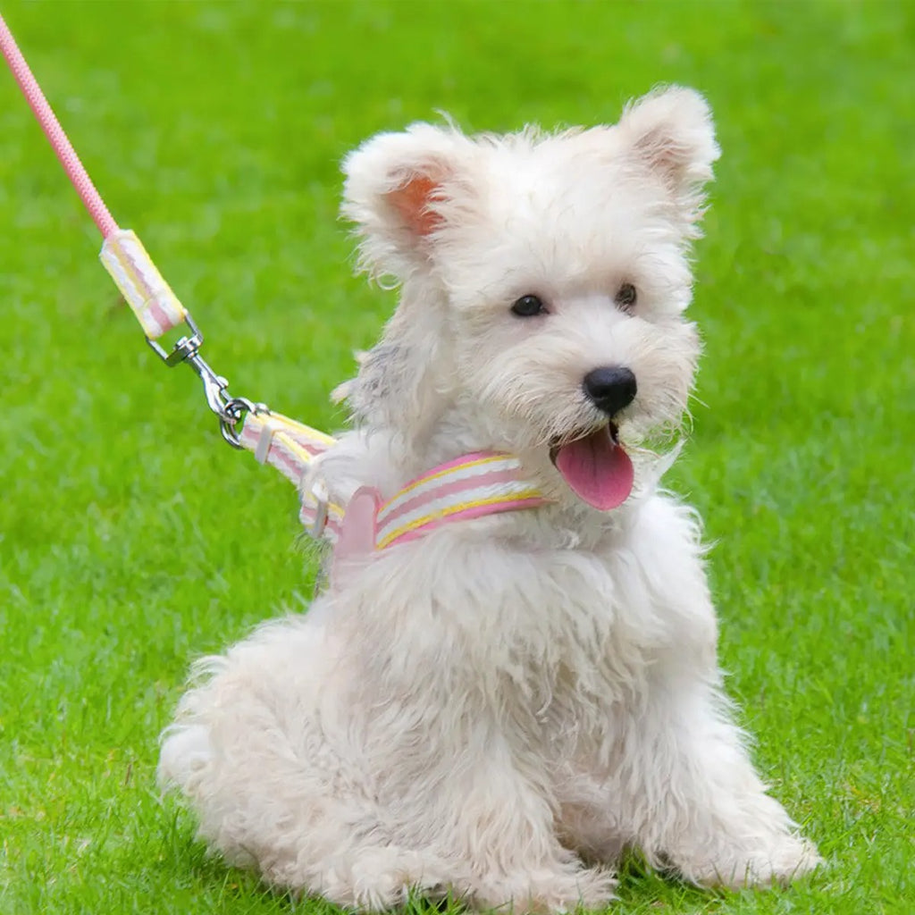 Adjustable Dog&Cat Harness Leash Set for All Sizes_CWMM5952