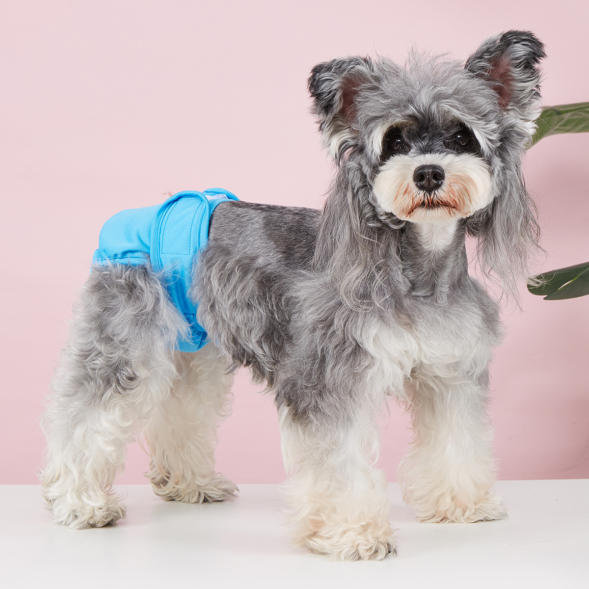 Dog Sanitary Pants – Solid Color, Anti-Mating_CWMM7307