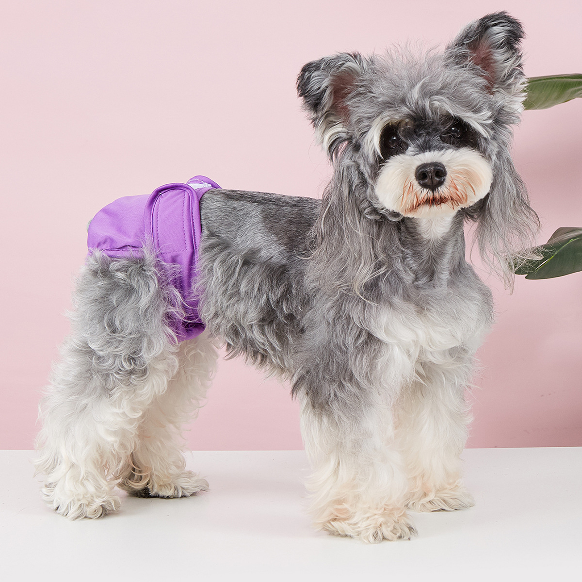 Dog Sanitary Pants – Solid Color, Anti-Mating_CWMM7307