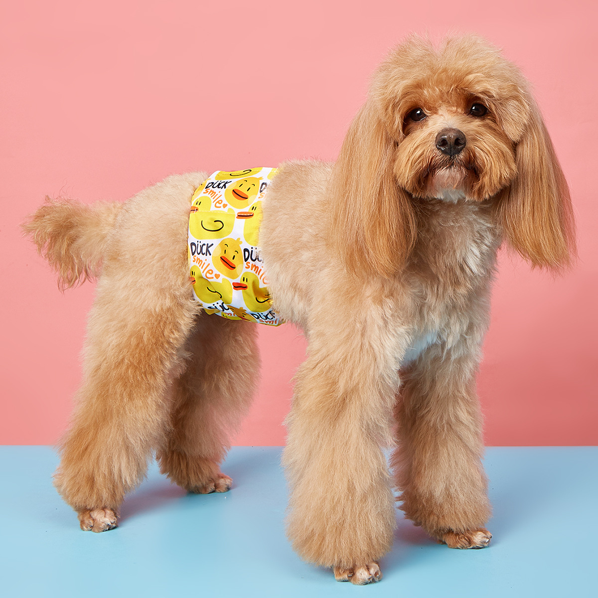 Male Dog Diaper Wrap – Reusable & Waterproof_CWMM7304